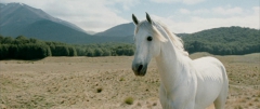 shadowfax